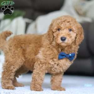 Chief, Goldendoodle Puppy